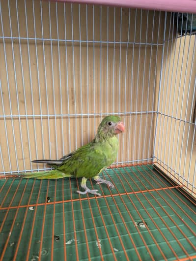 green Ringneck parrot for sale