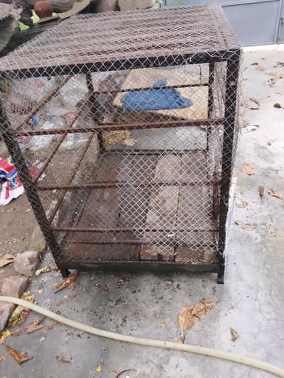 cage for pigions