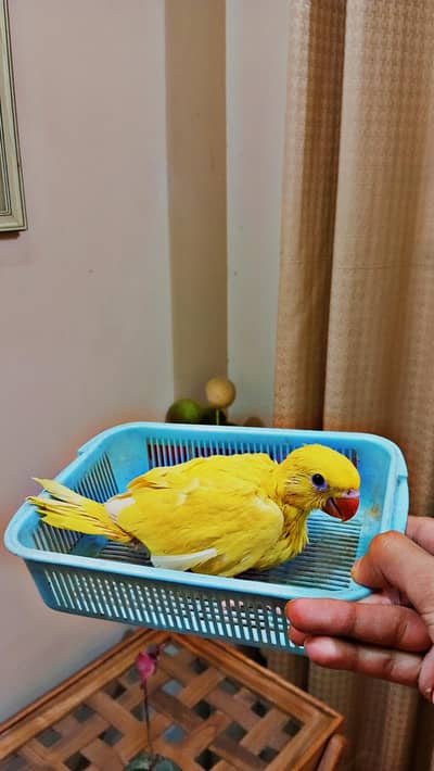 Yellow Parrot chick