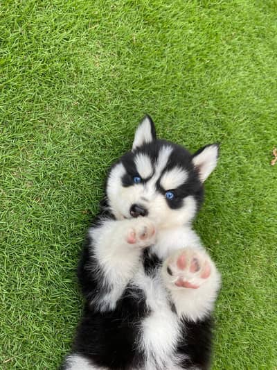 Siberian husky puppies 92@330*5406*115