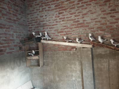 sentinent pigeon