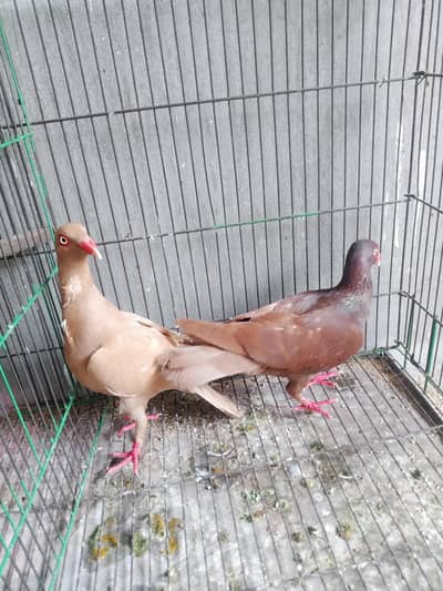 Denish pigeon pair
