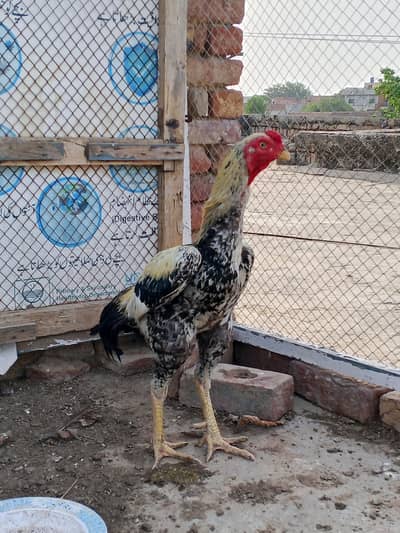 Aeel murga pure Pakistan
