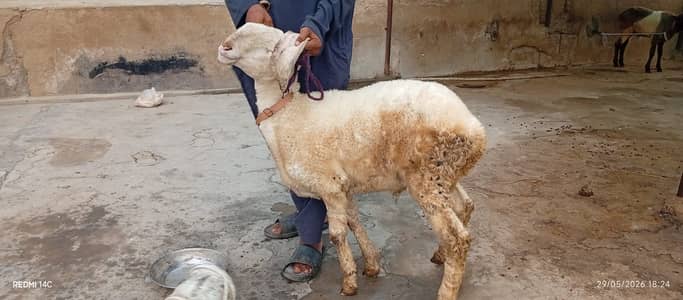 Larkana, Khara - Sheeps for sale - 0/3/3/6/8/1/7/0/4/0/0