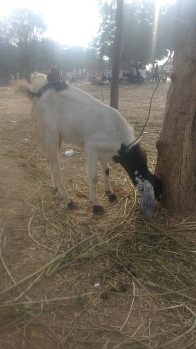2 Daant Healthy Bakra For Sale”