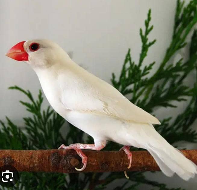 White Java Finch 0