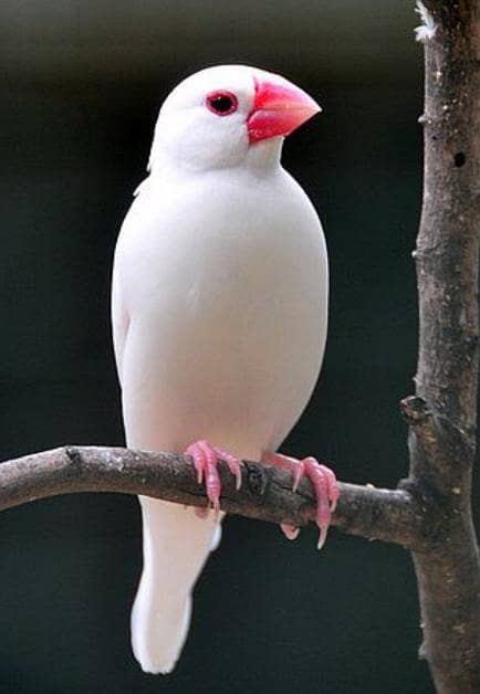 White Java Finch 1