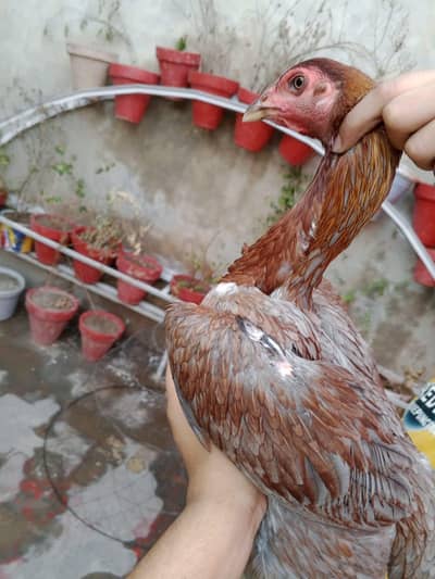 TOP QUALITY BURMI POKOY female (03224492928)CONTACT US
