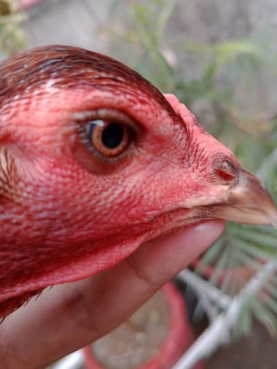 TOP QUALITY BURMI POKOY female (03224492928)CONTACT US