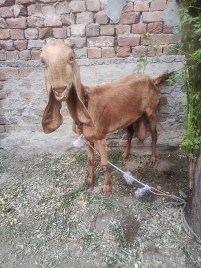Dasi Bakri for sale