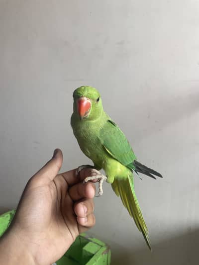Green ringneck phatta for sell