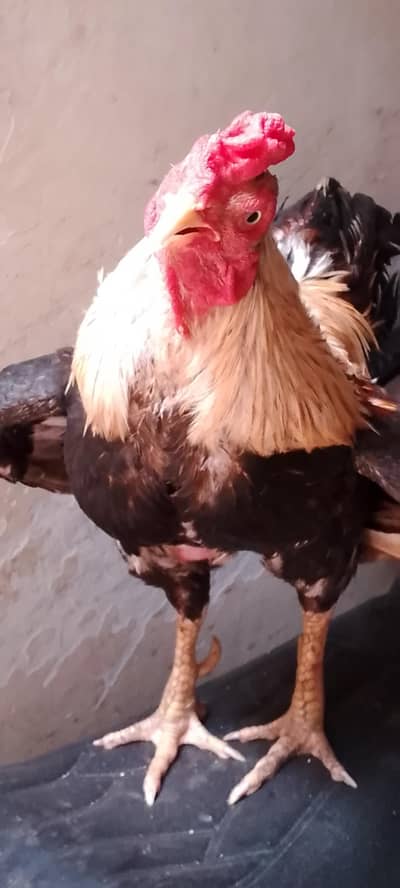 Aseel Murgha with 2 Hens