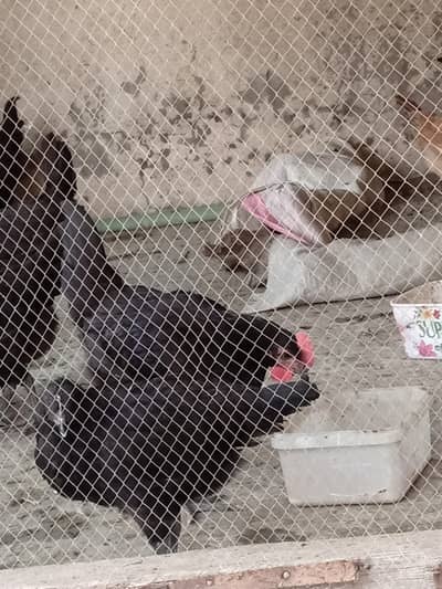 austorlop hens age 3month available