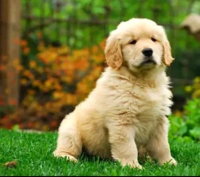 Golden retriever puppies 92@330*540*6115