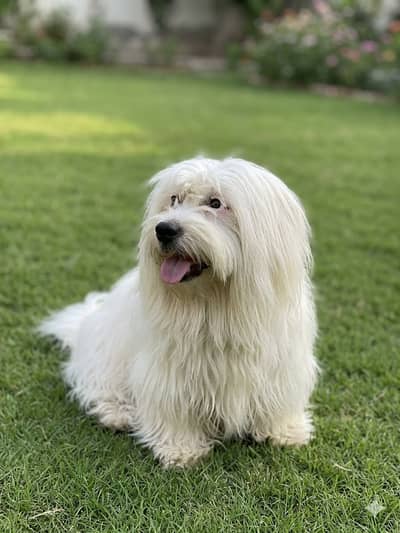 Poodle