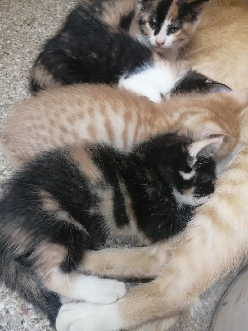 گولڈن کیٹ کے کٹن فری میں لینے کے لیے رابطہ کریں03251230030 — photo 5