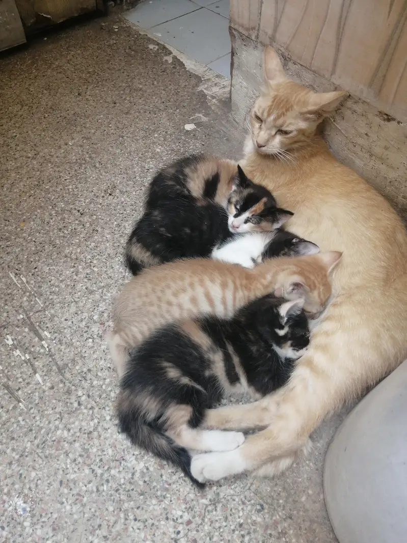 گولڈن کیٹ کے کٹن فری میں لینے کے لیے رابطہ کریں03251230030 — photo 6