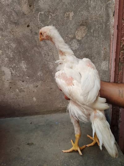 Pure  paper white shamoo Heera chick male