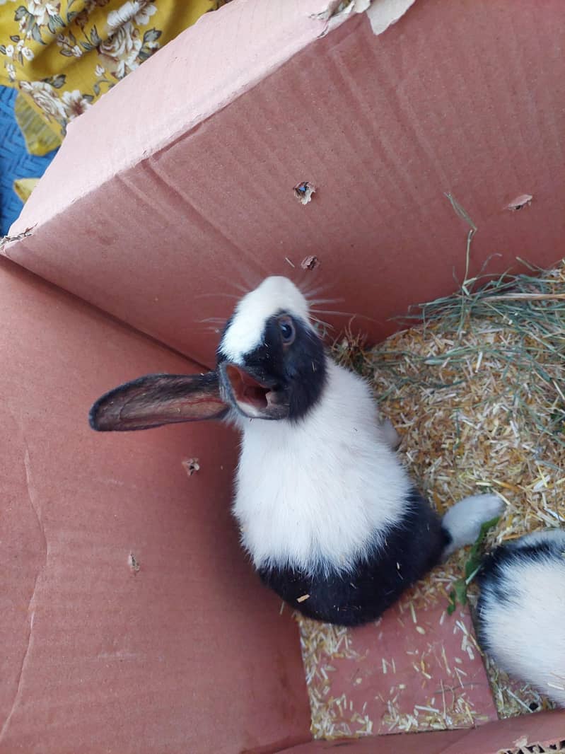 Rabit 0