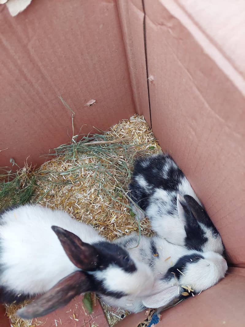 Rabit 1