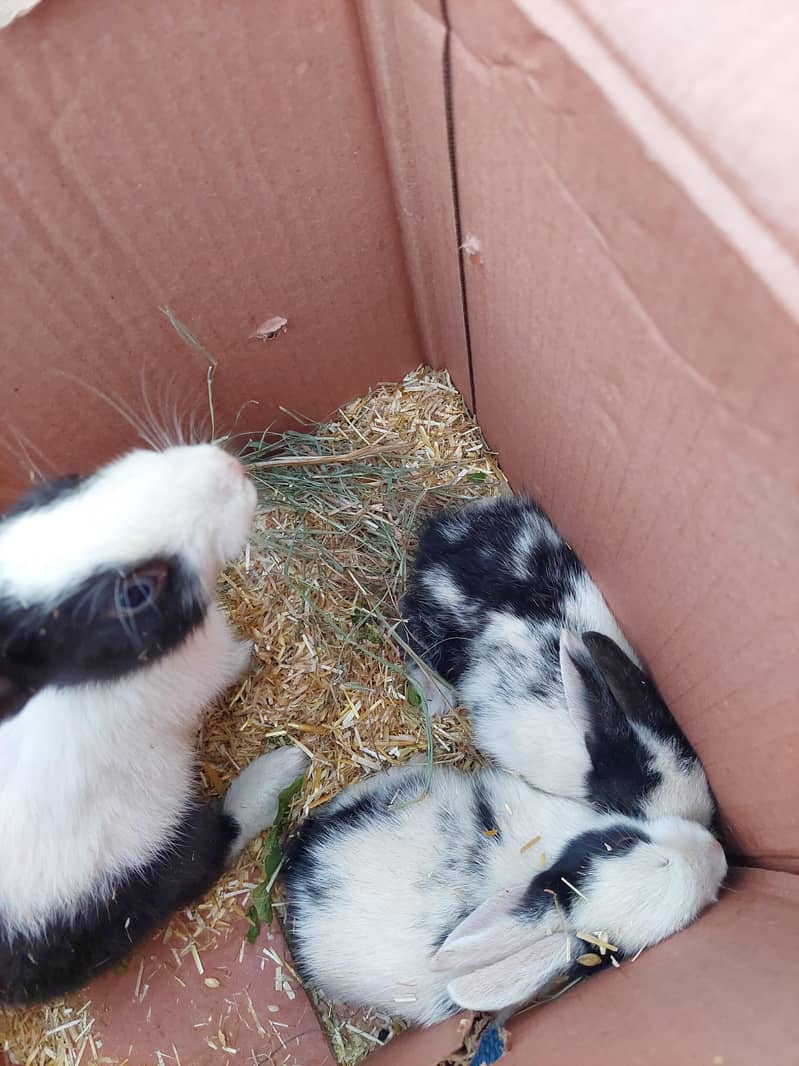 Rabit 2