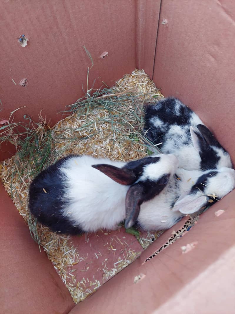 Rabit 3
