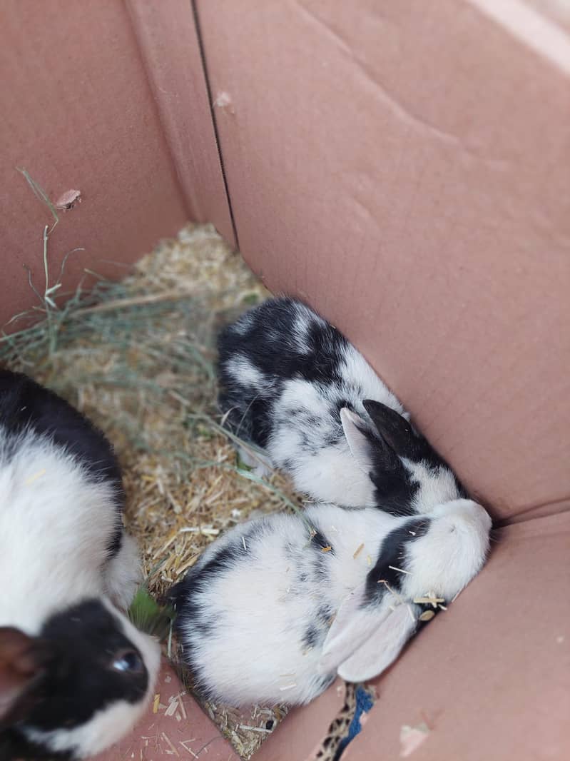 Rabit 4