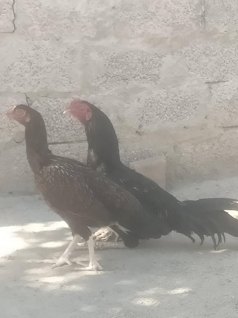 Aseel pair 5