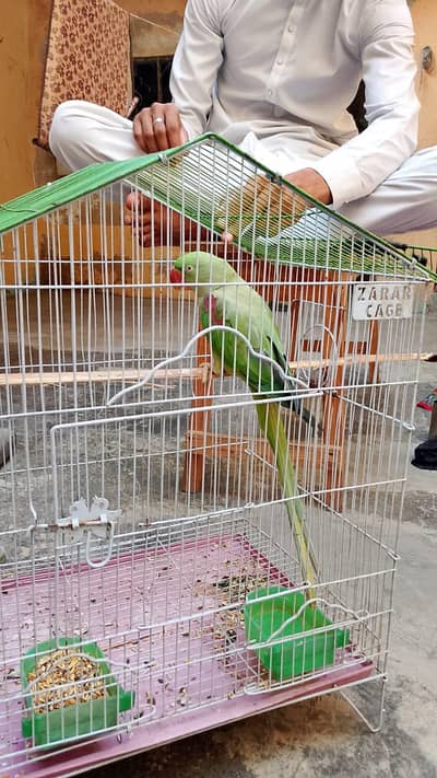 raw parrot bolnay wali