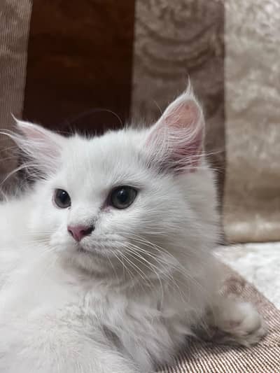 Brown Eyes Triple Coat Persian only 7k