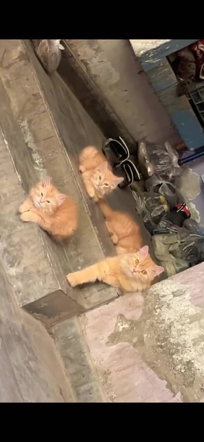 Ye cat rare colour hai isko naya ghar our acha ghar wala chahya