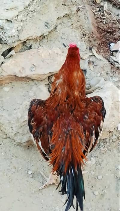 Aseel Lakha murgha
