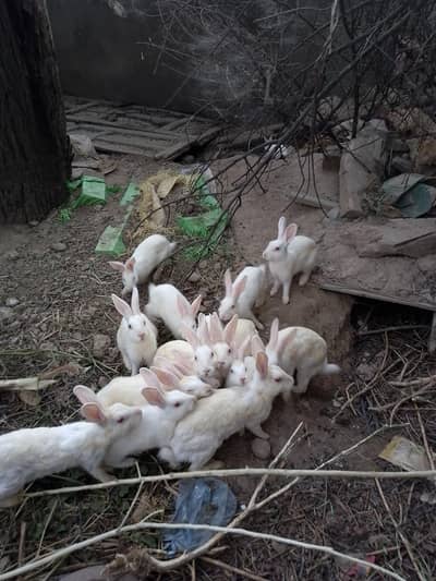 White Rabbit For Sale