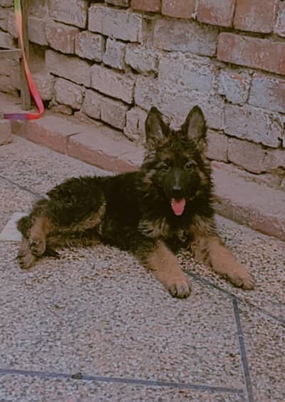 German shepherd female long court