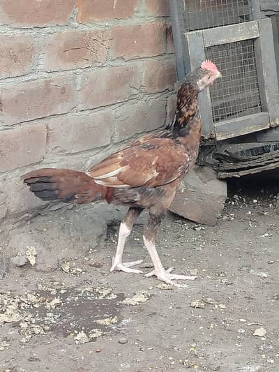 aseel chick