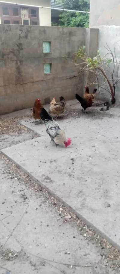 Golden misri hen egg laying 1 Coack 4 hen