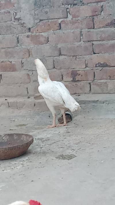 Pure White Aseel