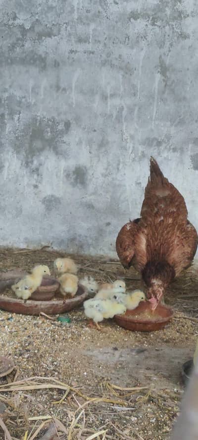 aseel murgi hen with chicks