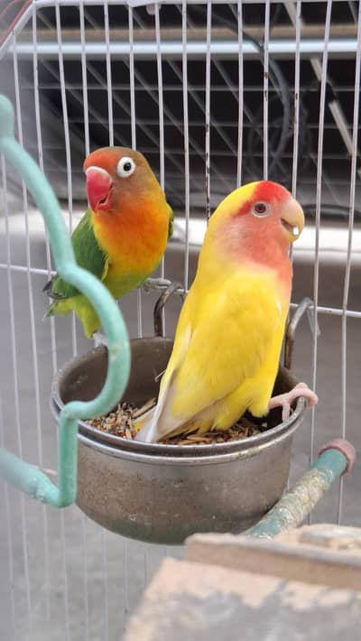love bird