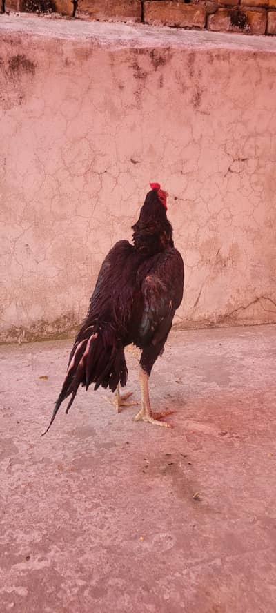 Aseel Murga Forsale