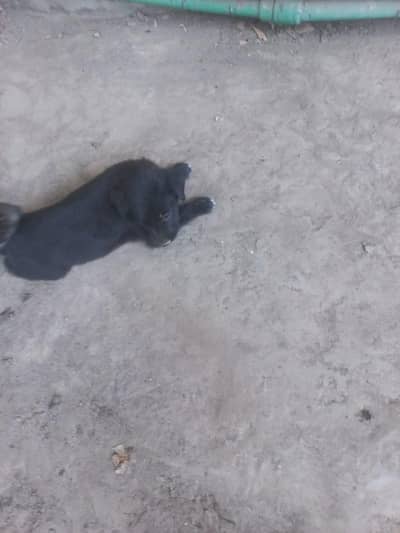 Belgian malinois crossed with beligium shepherd