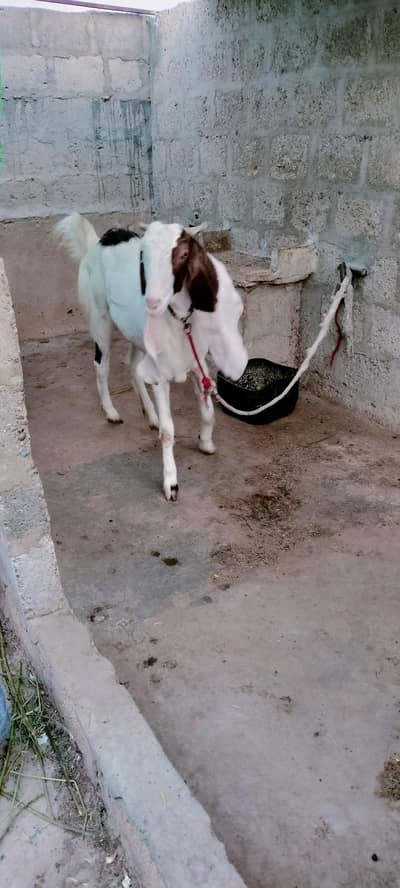 Gulabi bakri active and healthy