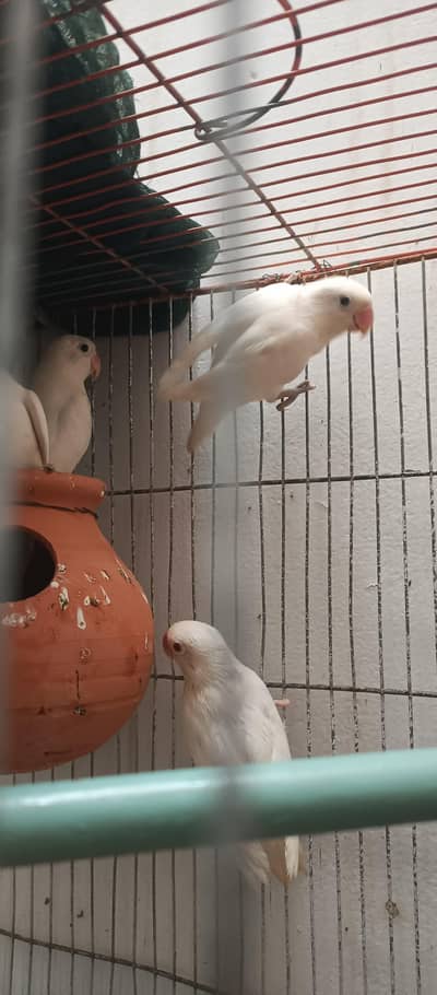 albino 4 red eyes and 4 black eyes