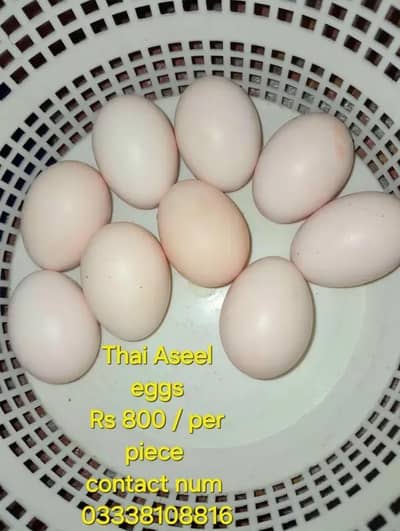 jis ko chaiyah WhatsApp per rabta karay 03106429969