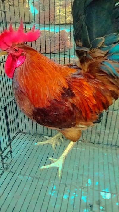 Desi hen with rooster