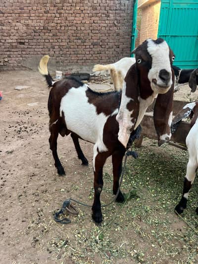 Bakri ,Phat,Bkra