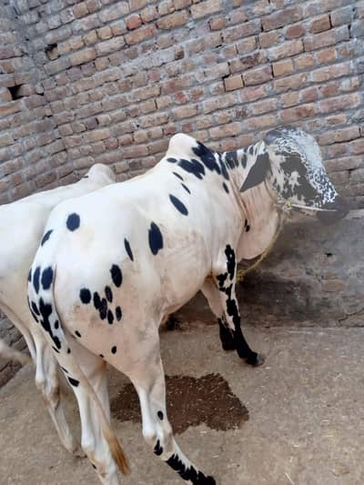 bull bhot hi achi prise ka ha full details k Lia ham se rapta Kara