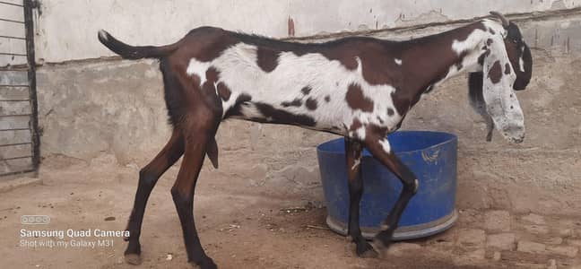 betal bakri for sale