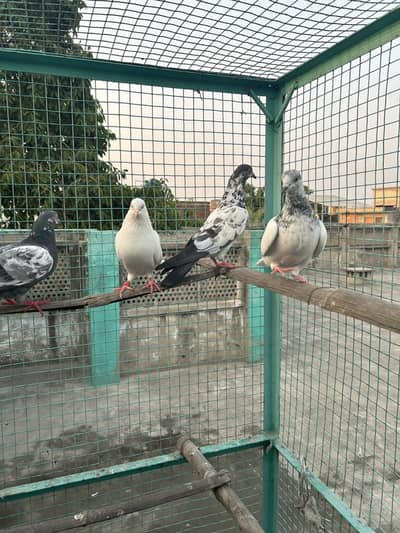 Breeder bird total 8 to 10 birds active and healthy cargo all Pakistan