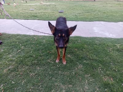 specially well highed trained dog listens to any commands